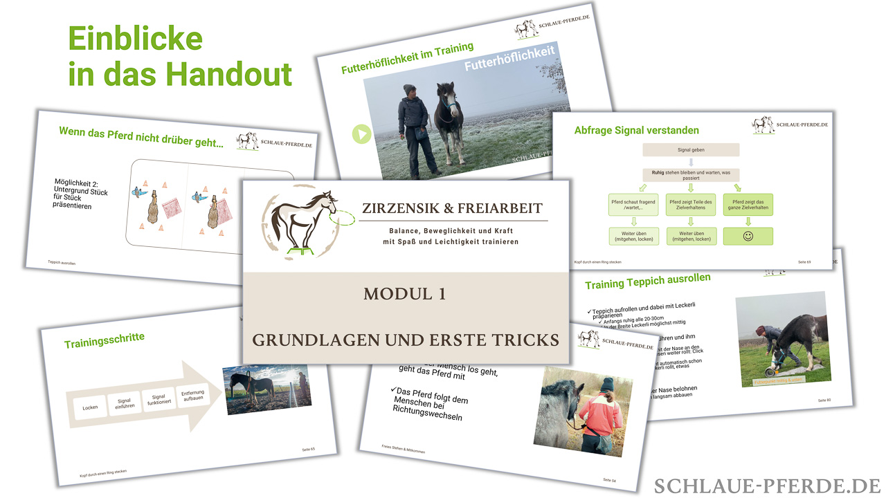 Einblicke in den Online Kurs zirzensische Lektionen, Screenshots Zirzensik und Freiarbeit, Zirkustrick Teppich ausrollen, Futterhöflichkeit, Clickertraining