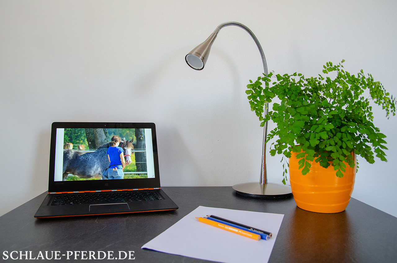 Schreibtisch mit Laptop und Pferdefoto, bereit zum Online Unterricht, Conny Pfister, Pferdetraining, Bodenarbeit, Horsemanship, Reitunterricht