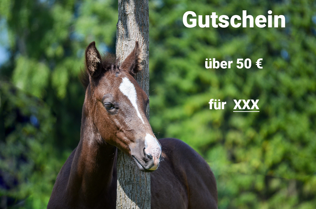 Geschenk Gutschein für Pferdeliebhaber, Fohlen, Conny Pfister, Reittrainer, Horsemanship, Reitunterricht, Trail, Pferdetraining 