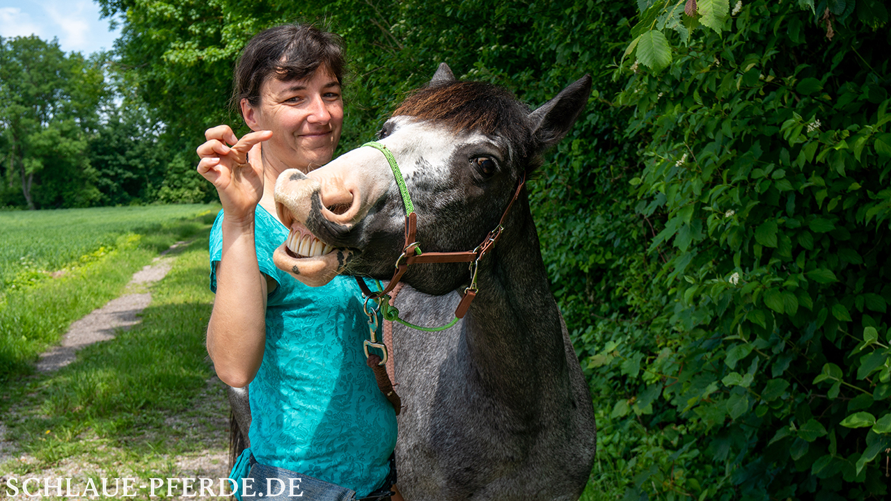Zirkuslektion, Zirkustrick: Pferd lacht; Pferdetraining mit dem Clicker