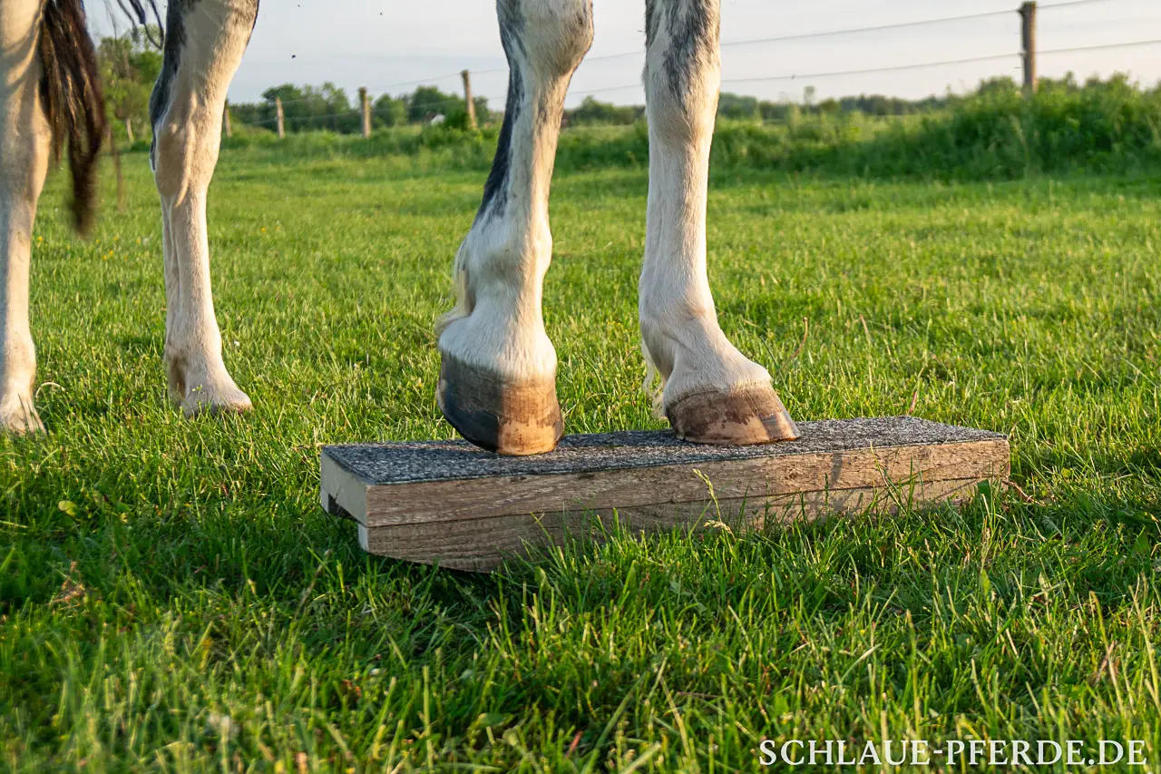 Pferd auf Zweibeinwippe, Clickertraining, Pferdewippe; Horse Agility, Wippentraining, Conny Pfister, Reittrainer, Bodenarbeit