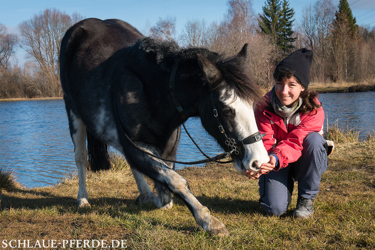 Pferd im Kompliment, Clickertraining, Bodenarbeit, Zirkuslektion, Zirzensik