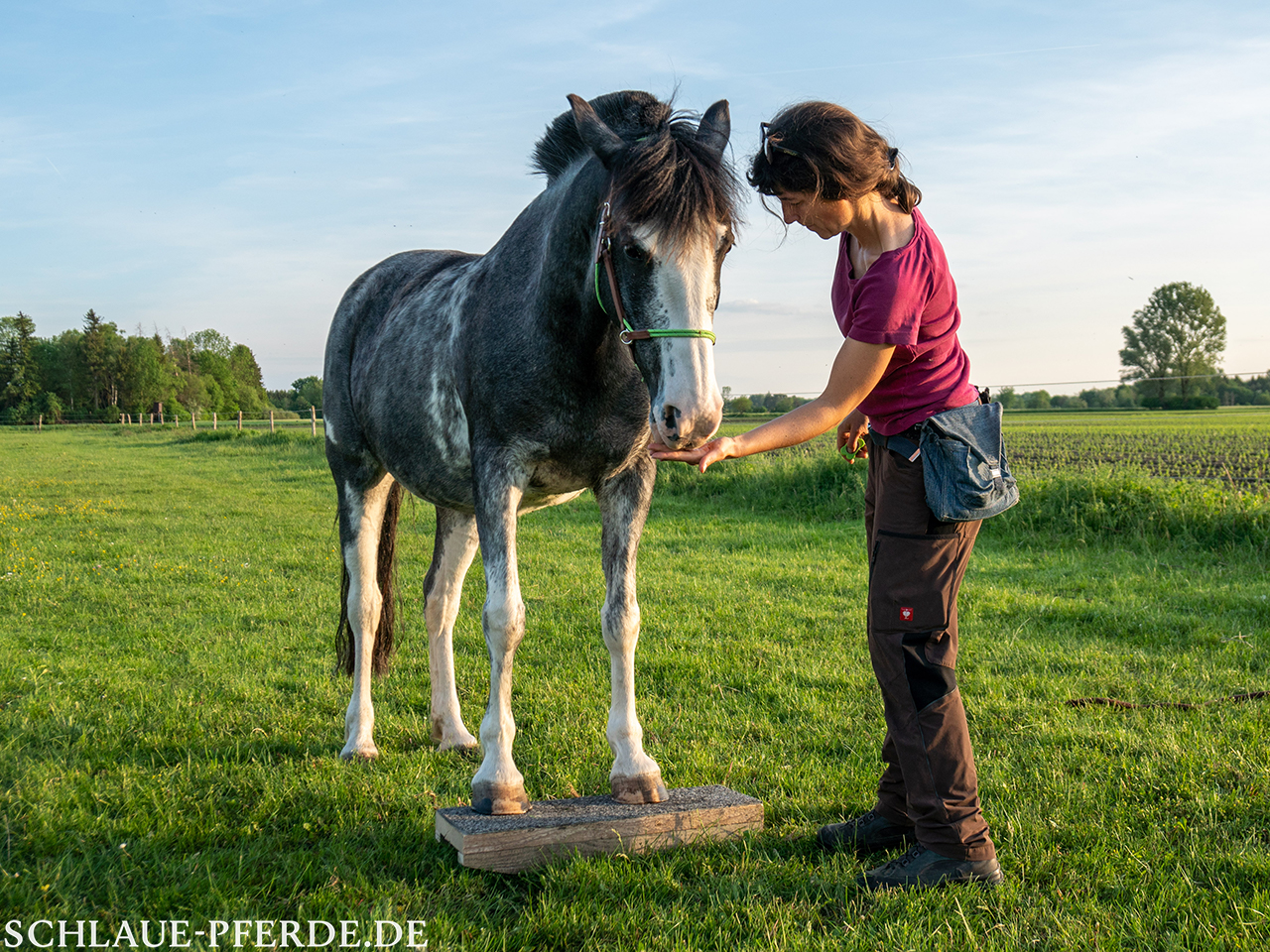 Pferd steht mit den Vorderbeinen auf der Zweibeinwippe und bekommt eine Belohnung; Clickertraining, Pferdetraining, Horse Agility