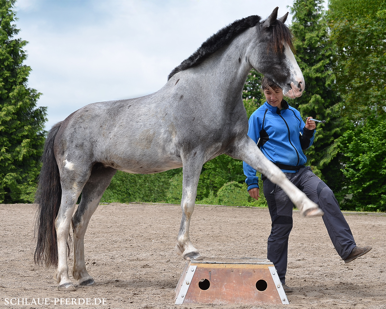 Zirkuslektion Pferd auf Podest, Zirzensik, Zirkustrick, Kurse für Einsteiger,  Kurs, Conny Pfister, Reittrainer, Horsemanship, Bodenarbeit, Pferdeausbildung, Liberty, Freiarbeit, München, Bayern