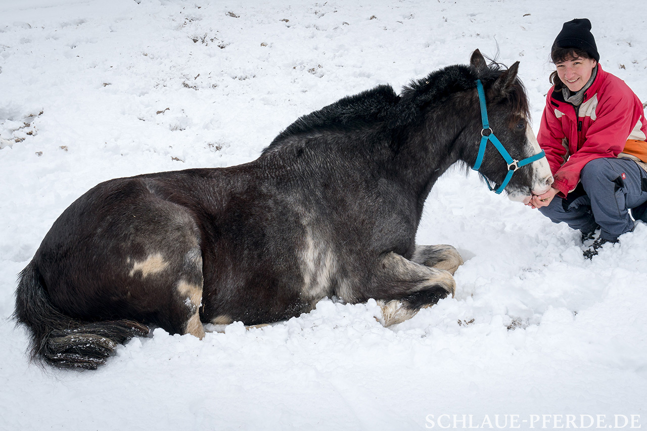 Zirzensische Lektion, Zirkuslektion Hinlegen: Pferd liegt im Schnee