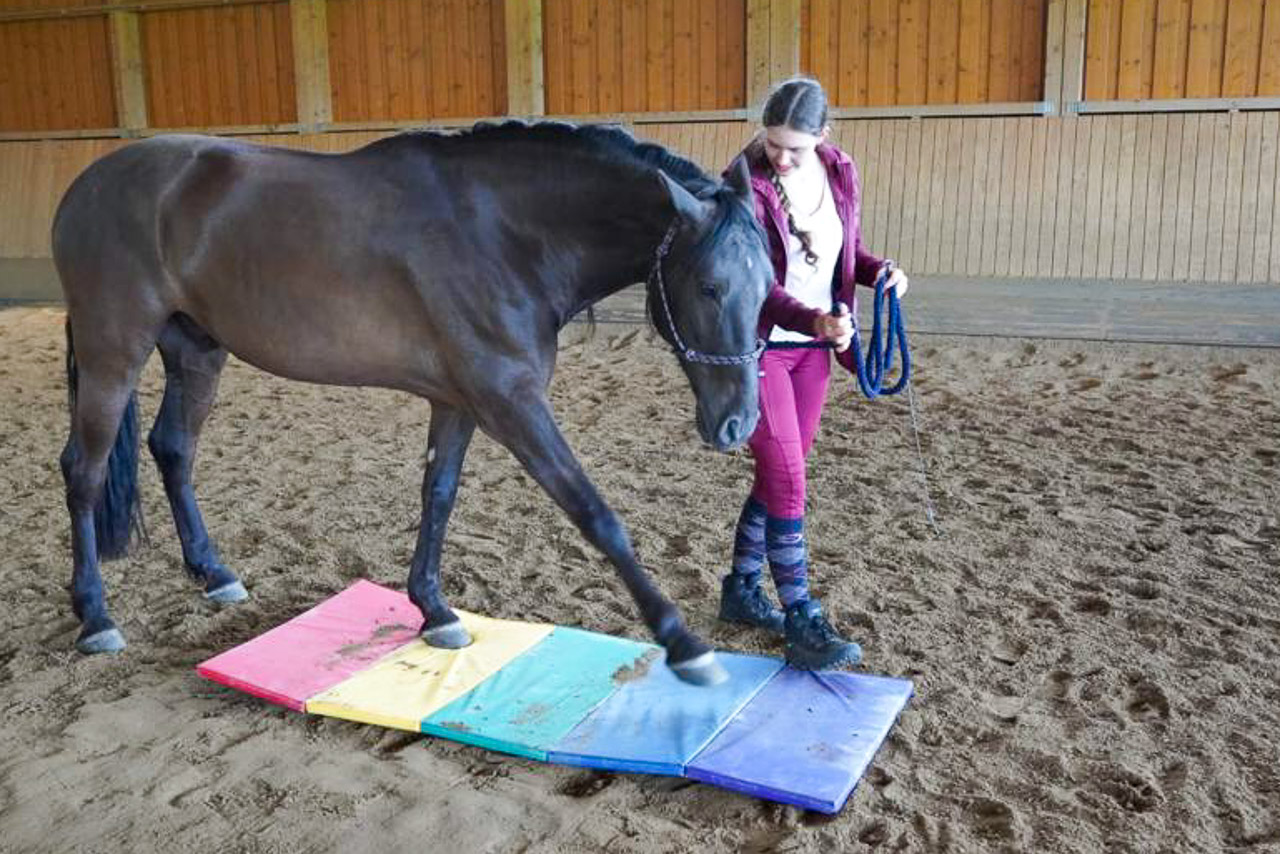 Einblicke in einen Horse Agility Kurs, Conny Pfister, Reittrainer, Horsemanship, Bodenarbeit, Pferdeausbildung, Liberty, Freiarbeit, Trail, Bildquelle: caballo.chocolate