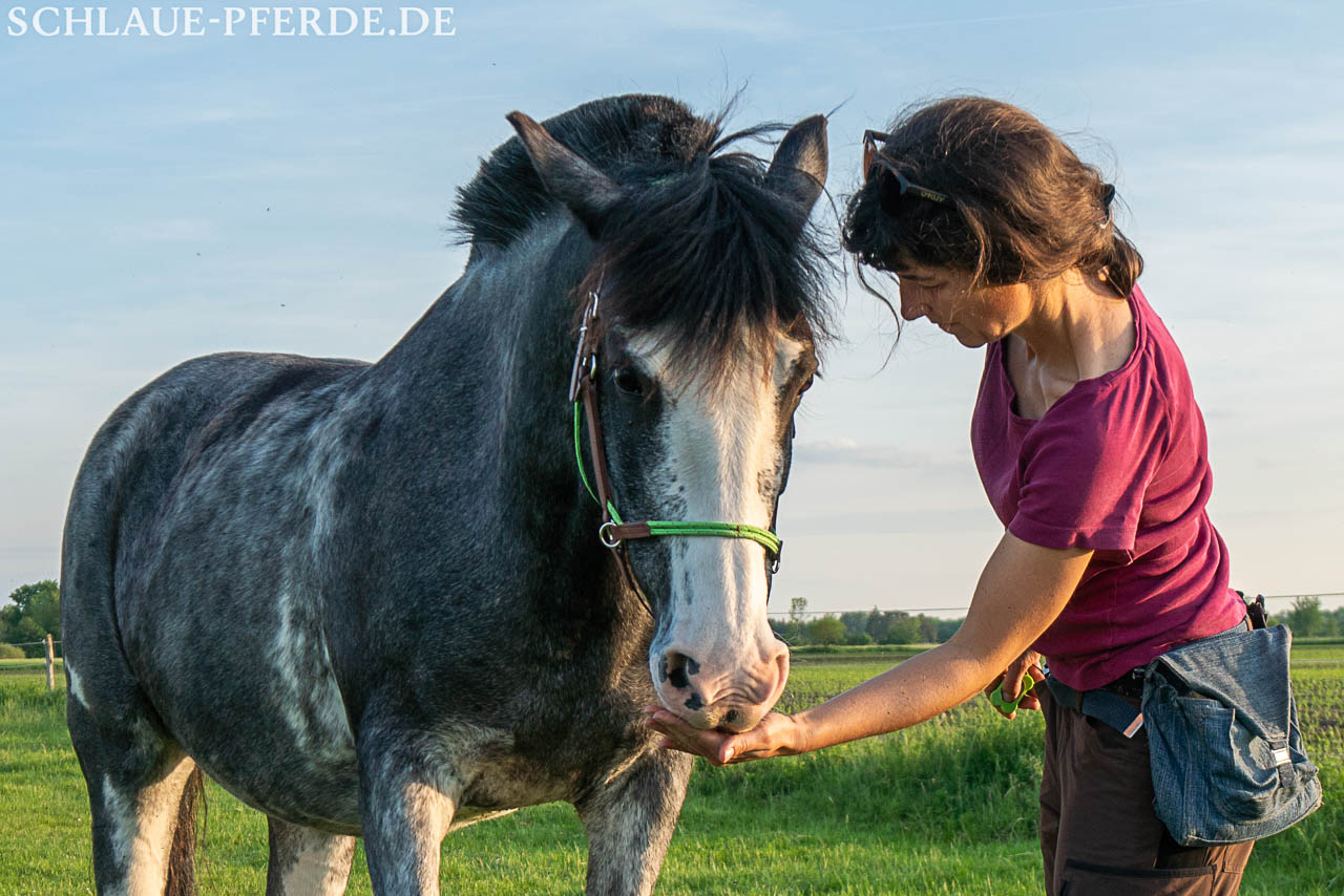 Clickertraining mit Pferden, Futtererziehung, Futterlob, Conny Pfister, Reittrainer, Horsemanship
