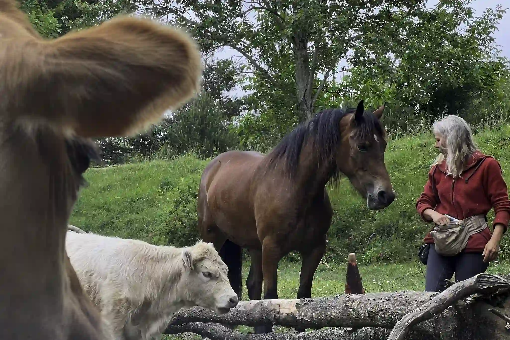 Futterhöflichkeit, Futtererziehung, Grundlage Clickertraining für Einsteiger
