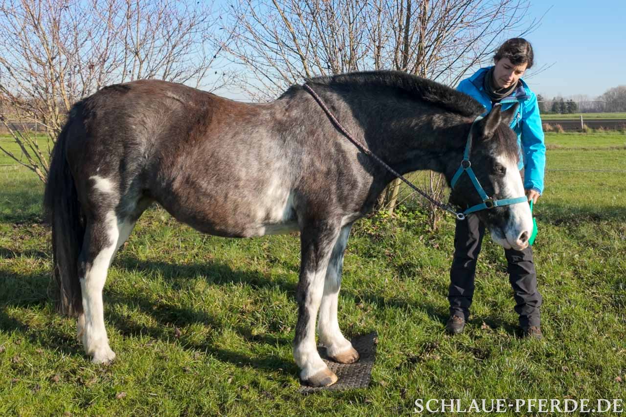 Clickertraining für Einsteiger, E-Book, Buch, Pferdetraining, Anfänger, E-Book, kaufen, Clickern lernen, Einführung in das Clickertraining mit Pferden