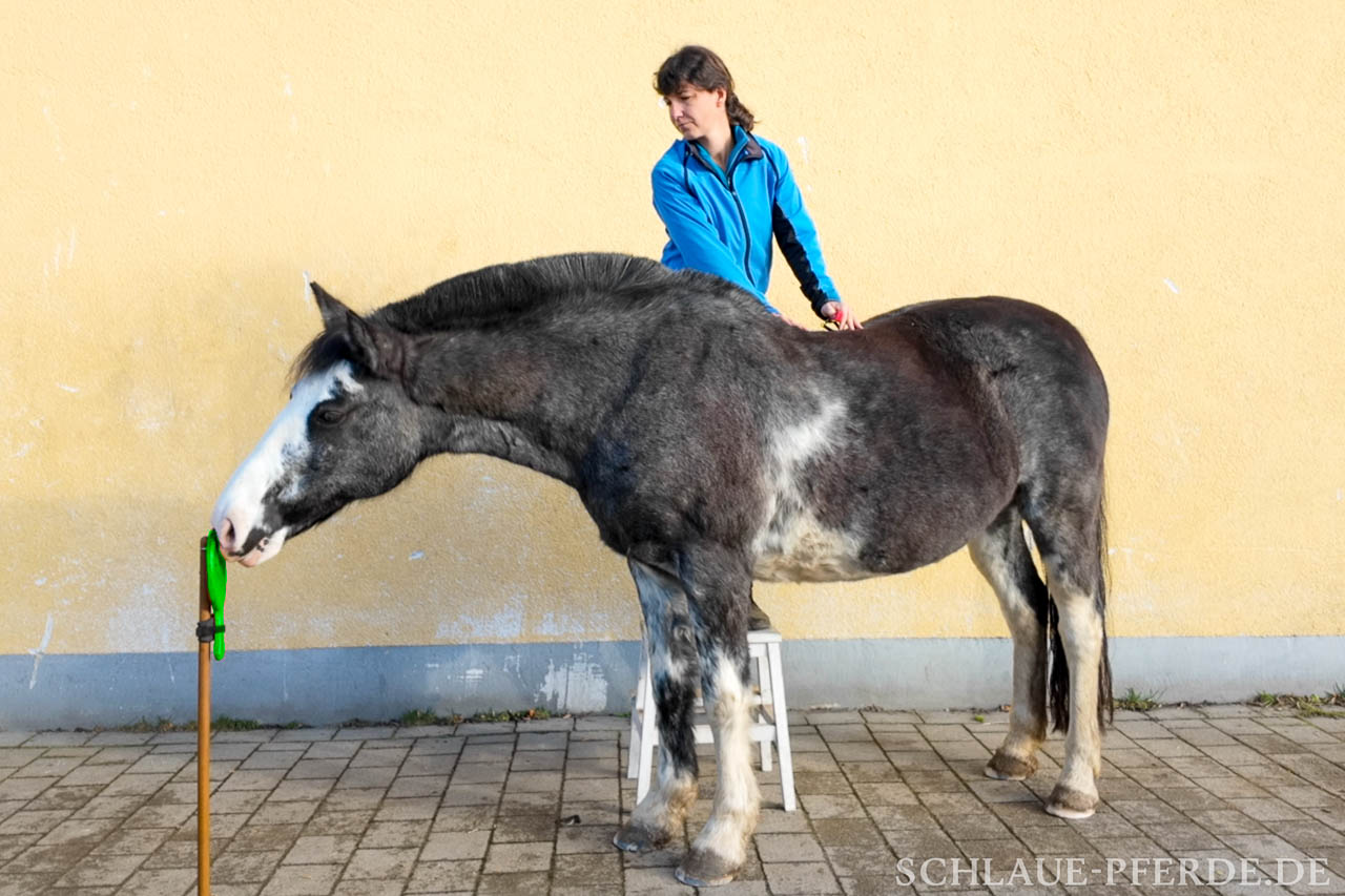 Kooperationssignal zum Aufsteigen, Rplus, Clicker, Reiten