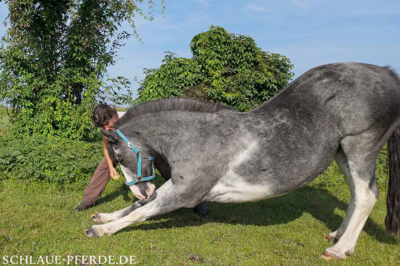Zirkuslektion Verbeugung, Zirzensik, Zirkustrick, Kurse für Einsteiger
