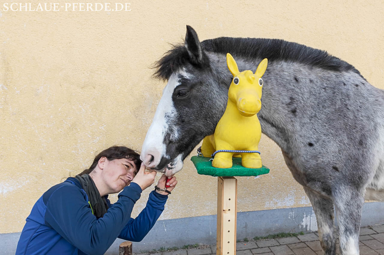 Medical Training für Pferde - Pferd auf dem Kooperator - Gewaltfreies Pferdetraining - Angst vor dem Zahnarzt / einer Zahnbehandlung besiegen
