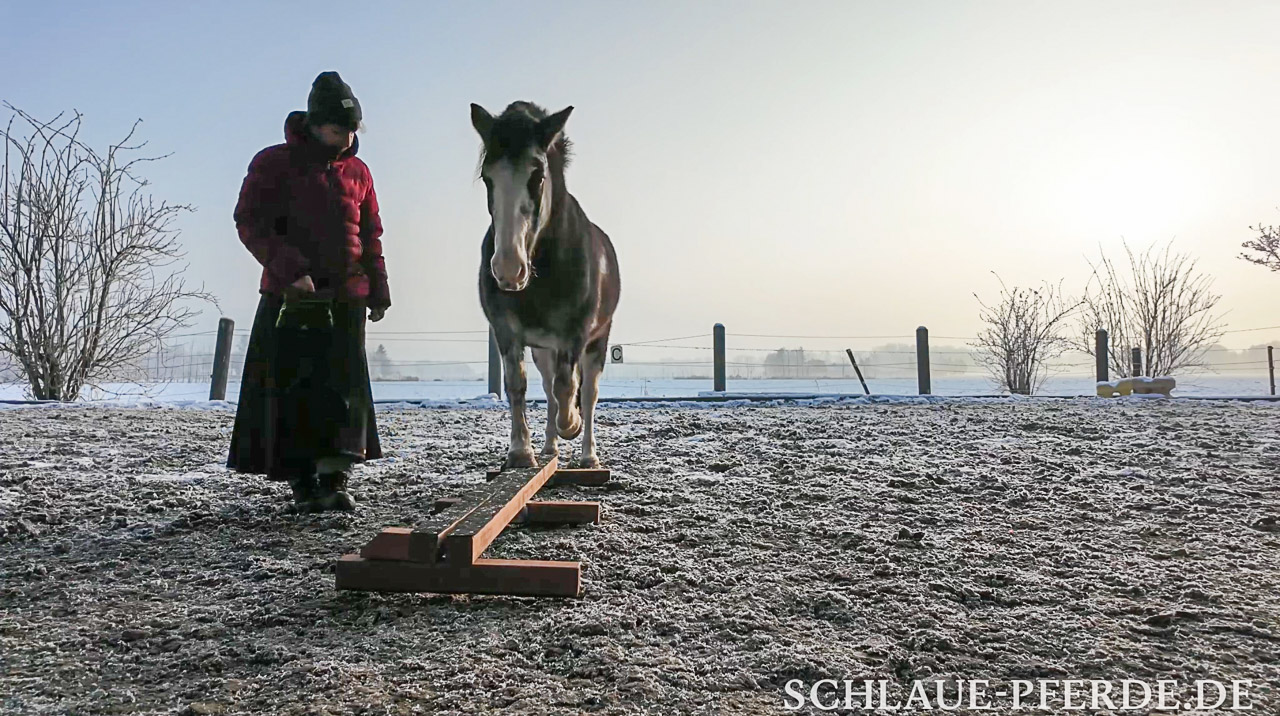 Pferd balanciert mit den Vorderbeinen auf einem Balancierbalken, Schwebebalken, Balance Beam; das ist ein Hindernis aus dem Horse Agility; Conny Pfister, Reittrainer, Horsemanship, Bodenarbeit, Pferdeausbildung, Liberty, Freiarbeit, Trail