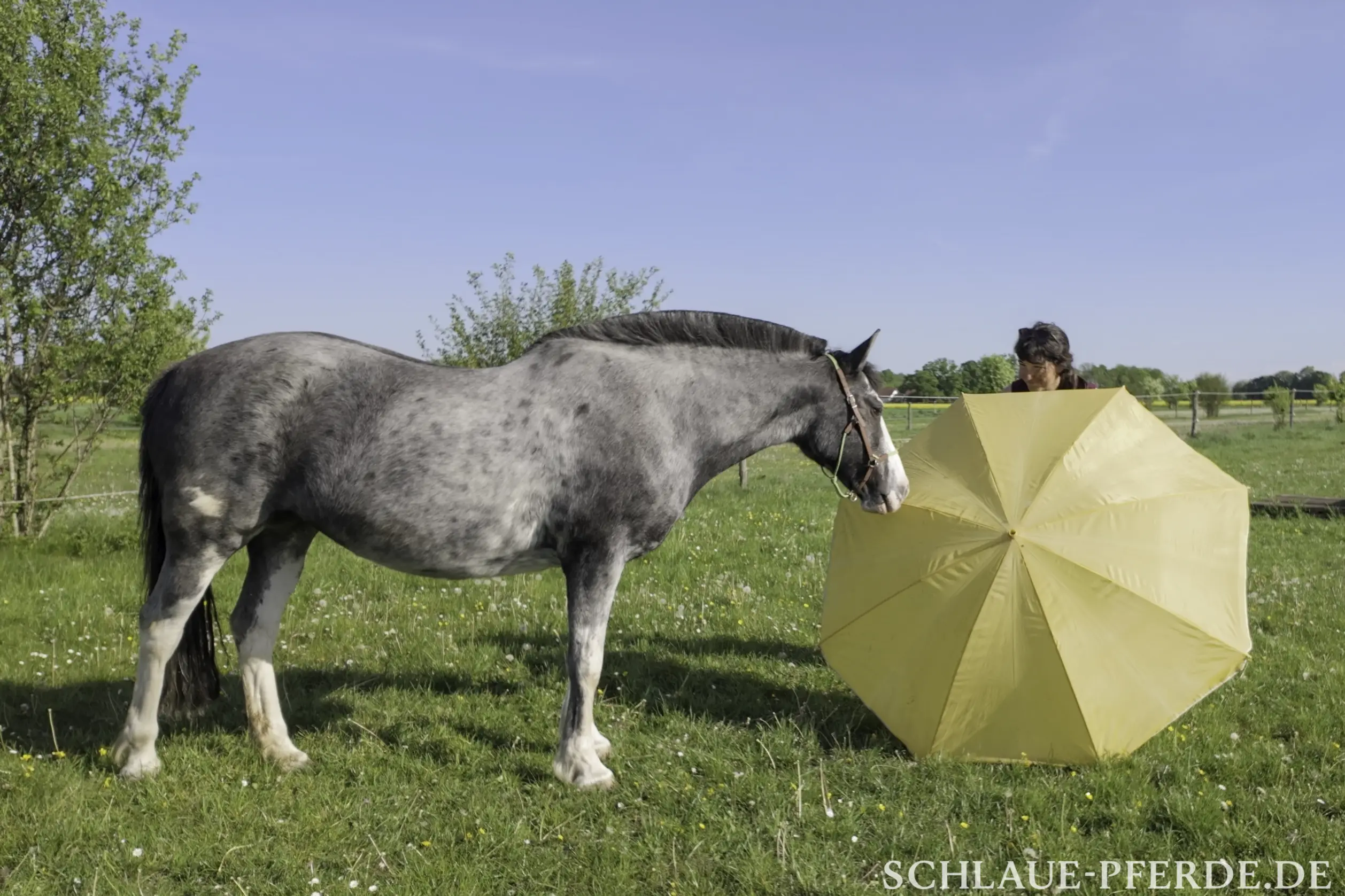 Pferdetraining mit dem Regenschirm, Horse Agility; Conny Pfister, Reittrainer, Horsemanship, Bodenarbeit, Pferdeausbildung, Liberty, Freiarbeit, Trail