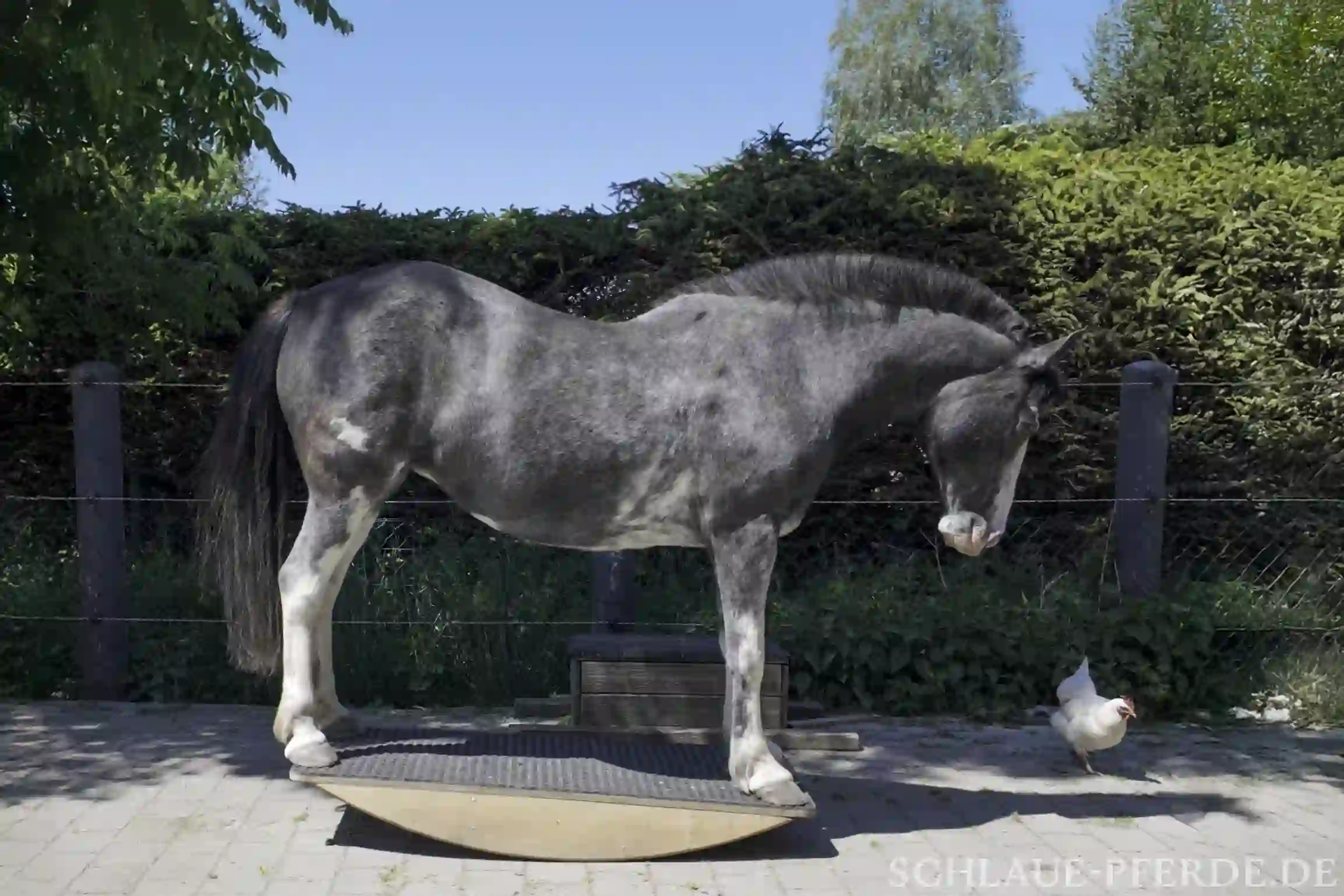 Pferd auf Pferdewippe, Wippentraining