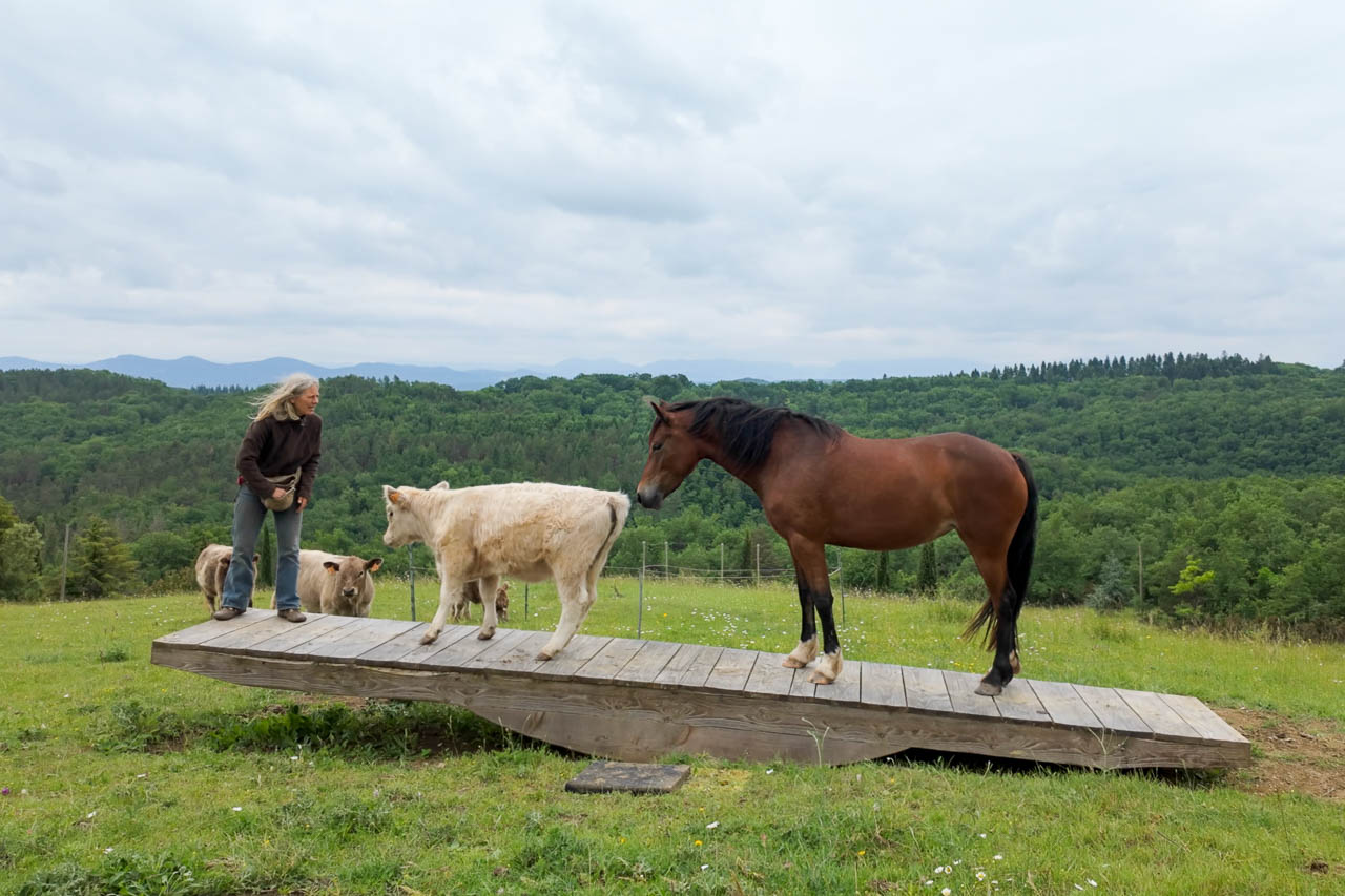 Pferdewippen A bis Z, Online Kurs, gesundes Pferd, Tragfähigkeit fördern, Muskelaufbau Pferd, Gymnastizierung