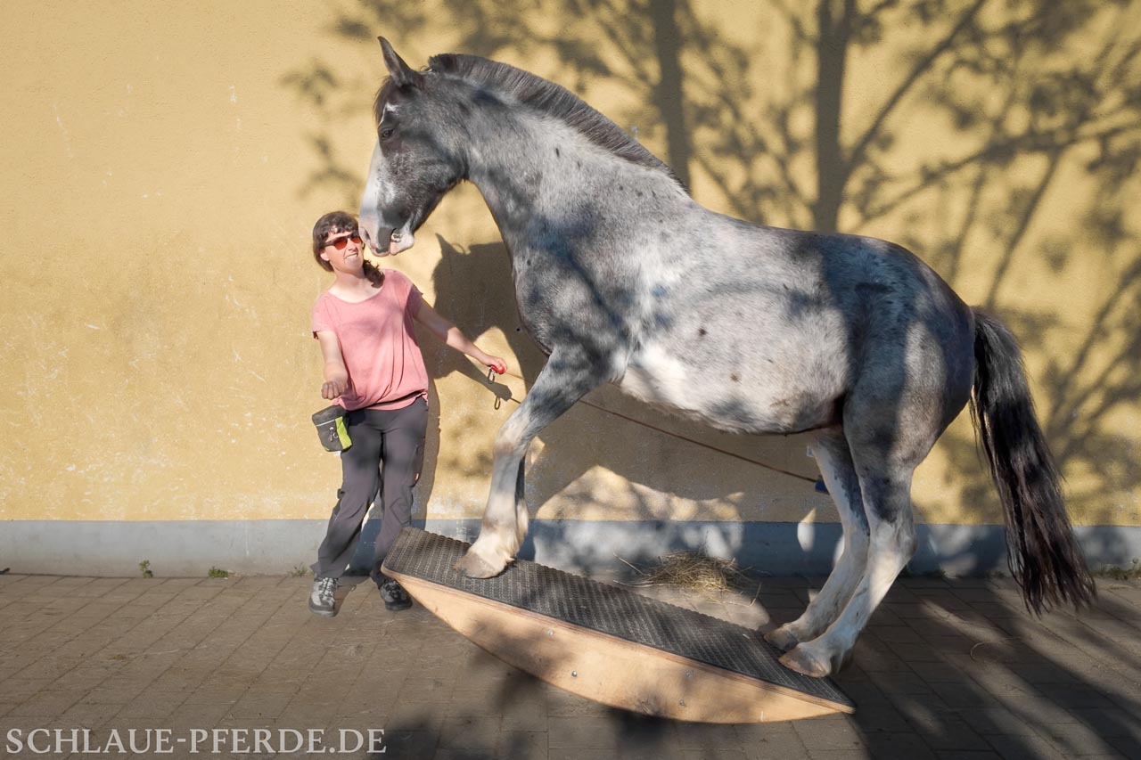 Pferdewippen Online Kurs, Pferdewippen A bis Z, Wippentraining, Wippen mit Hankenbeugung