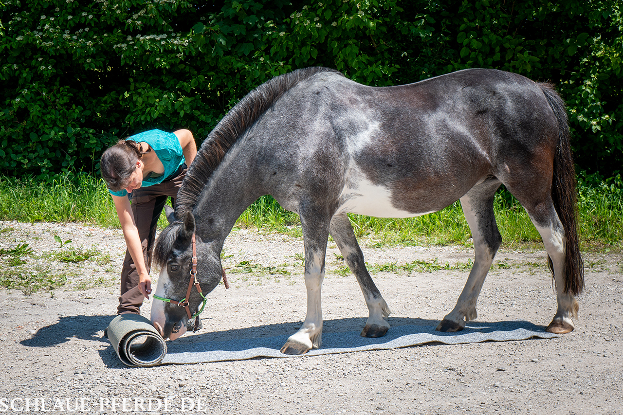 Pferd rollt einen Teppich aus, Zirkuslektion, Kurs, Conny Pfister, Reittrainer, Horsemanship