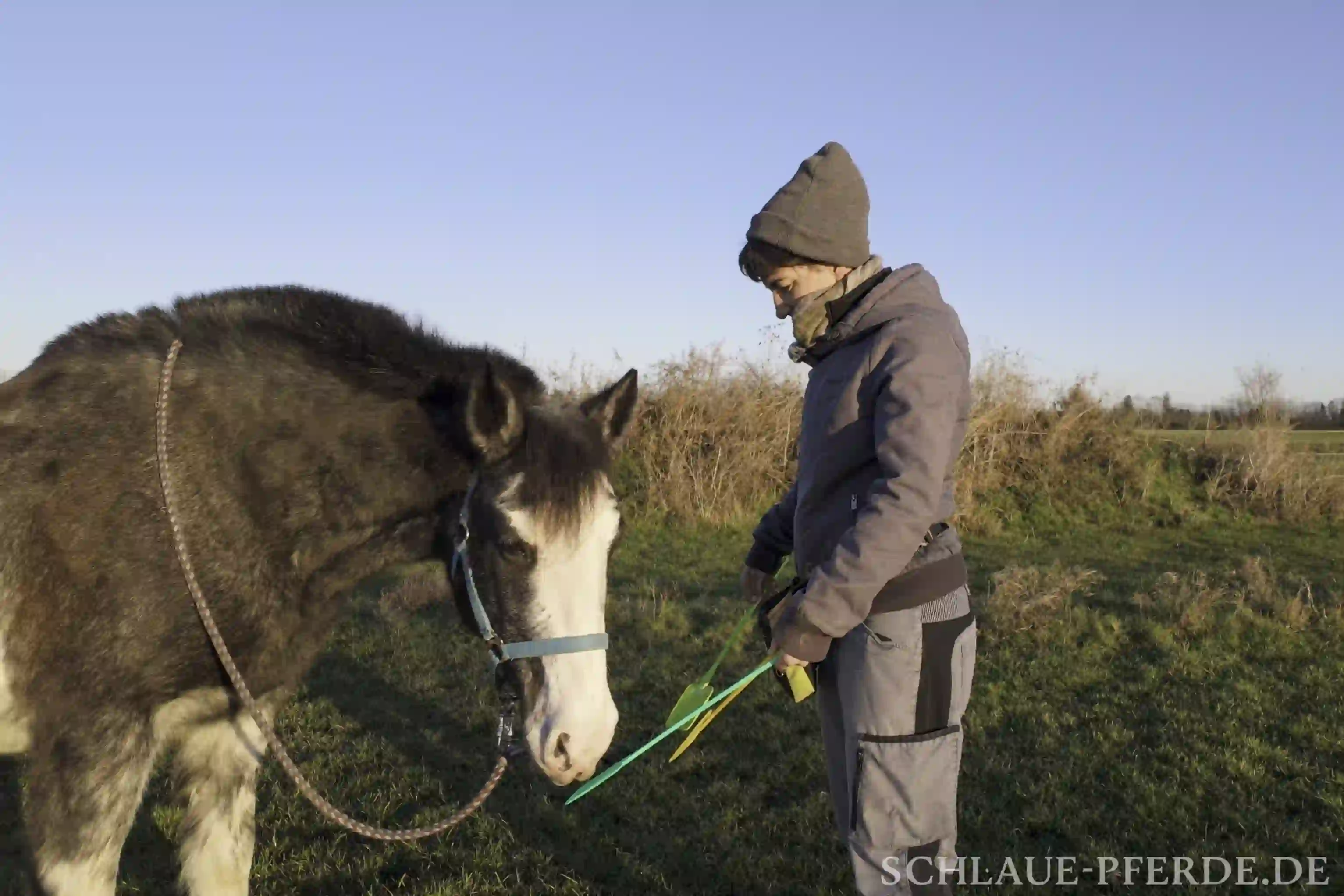 Targettraining - Grundlagen Clickertraining mit Pferd
