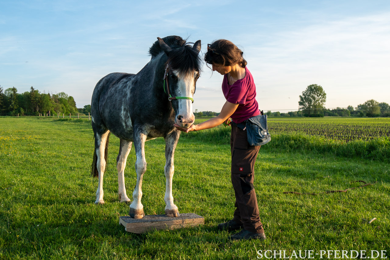 Pferd auf Zweibeinwippe, Clickertraining, Pferdewippe; Horse Agility, Wippentraining, Conny Pfister, Reittrainer, Horsemanship, Trail