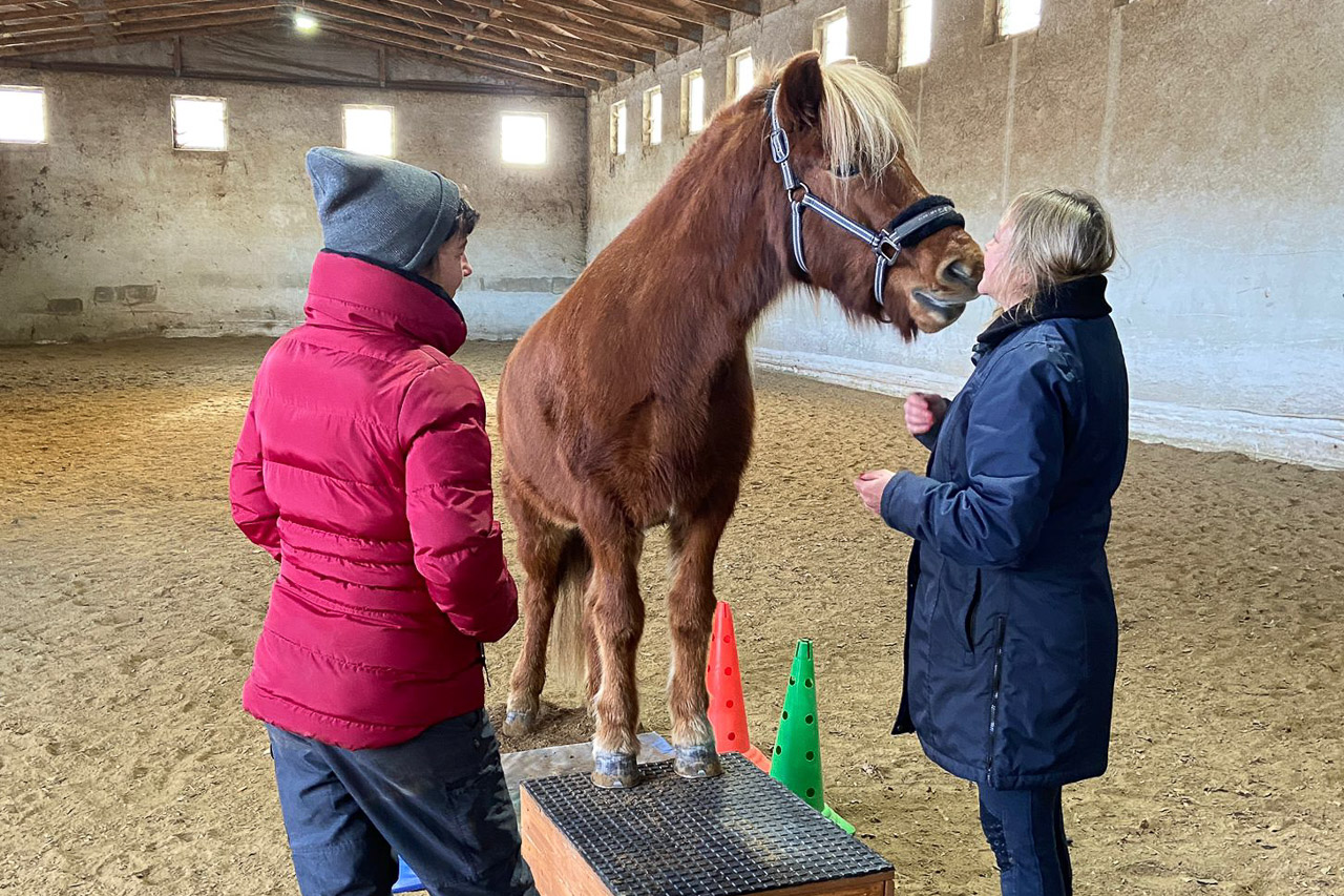 Pferd auf Podest, Zirkuslektion, Zirzensik, Kurs, Unterricht,  Kurs, Conny Pfister, Reittrainer, Horsemanship, Bodenarbeit, Pferdeausbildung, Liberty, Freiarbeit, München