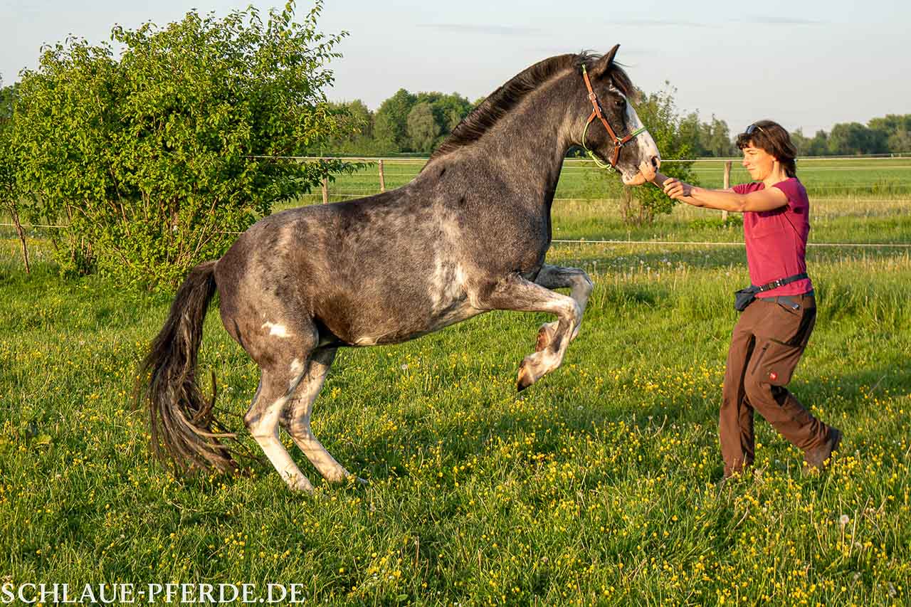 Pferd steigt auf Kommando und in Freiarbeit, Kurse in Zirkuslektionen, Wippentraining und Horse Agility in München und Südbayern mit Conny Pfister; Horsemanship & Reittrainer München