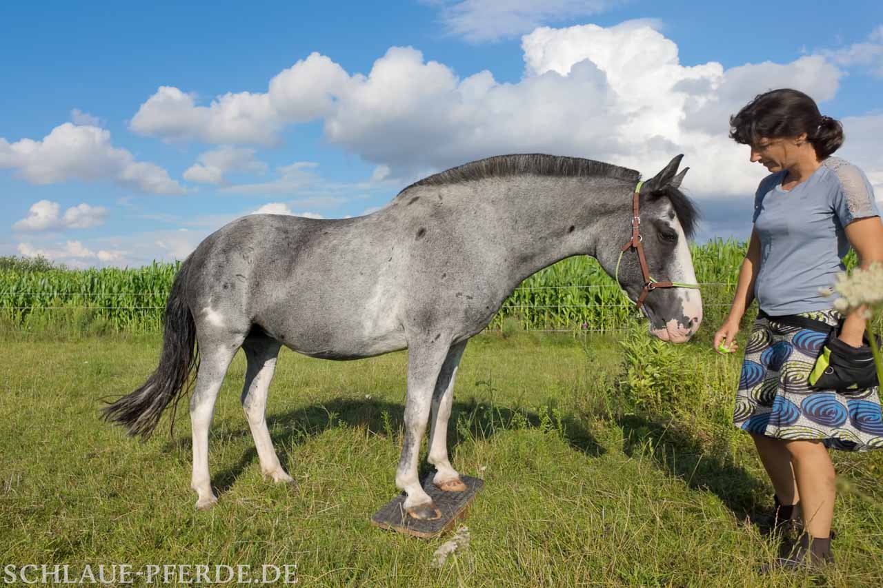 Pferdewippe, Zweibeinwippe, Wippentraining, Pferdewippen A bis Z