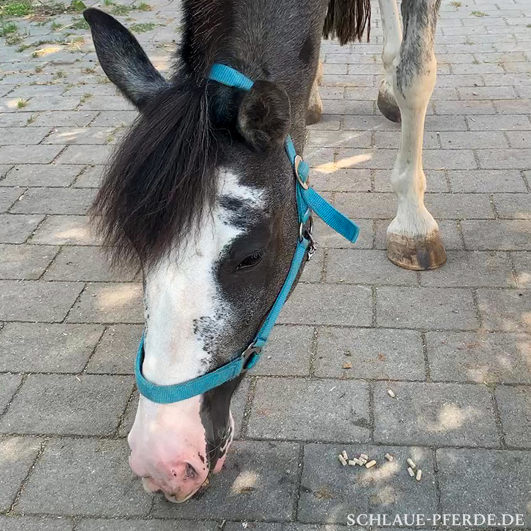Pferd frisst das Brot zuerst, die Pellets bleiben noch liegen