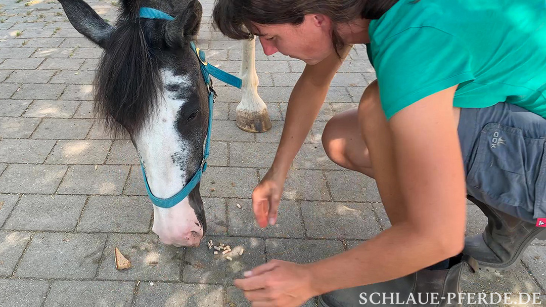 Beide Futtersorten werden mittig vor das Pferd gelegt