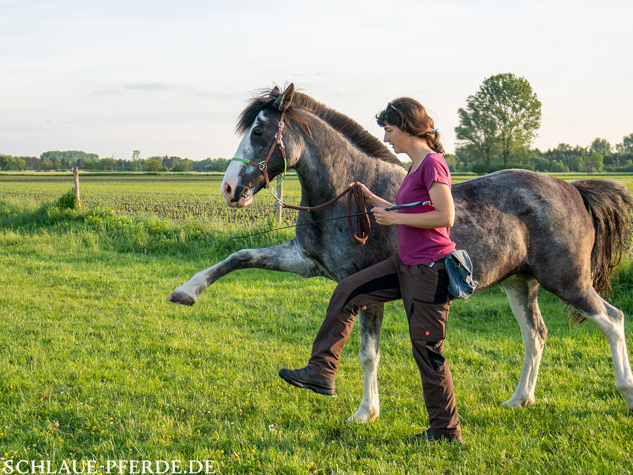 Pferd im Spanischen Schritt, von der Seite aus aufgenommen