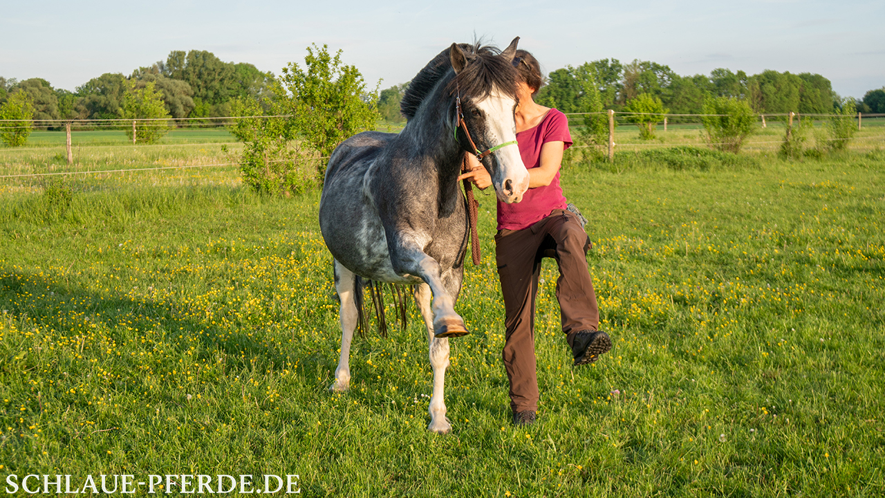 Pferd im Spanischen Schritt, von schräg vorne aus aufgenommen