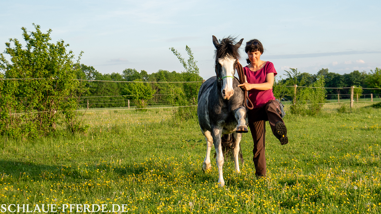 Pferd im Spanischen Schritt, gerade von vorn aus aufgenommen