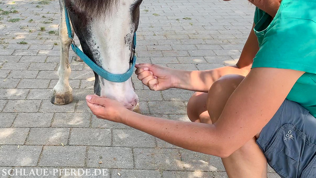 Pferd an der Hand mit Futter schnuppern lassen