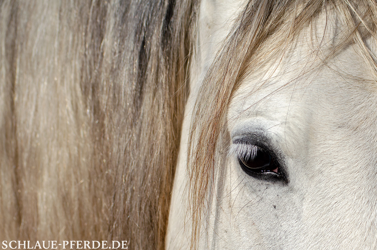 Pferdeauge