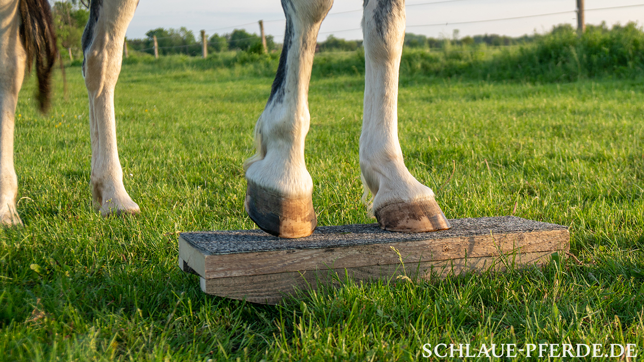 Hufe Pferd auf Zweibeinwippe, Clickertraining, Pferdewippe; Horse Agility, Wippentraining, 