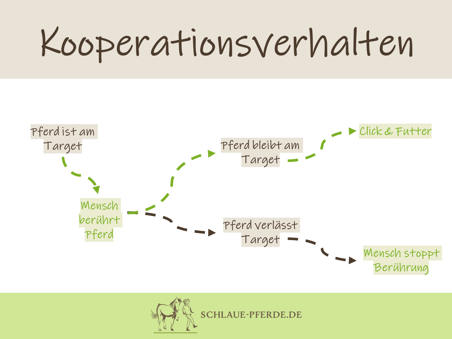 Schema, um Kooperationsverhalten mit Pferd trainieren - Clickertraining, Medical Training, Angst vor dem Tierazt reduzieren