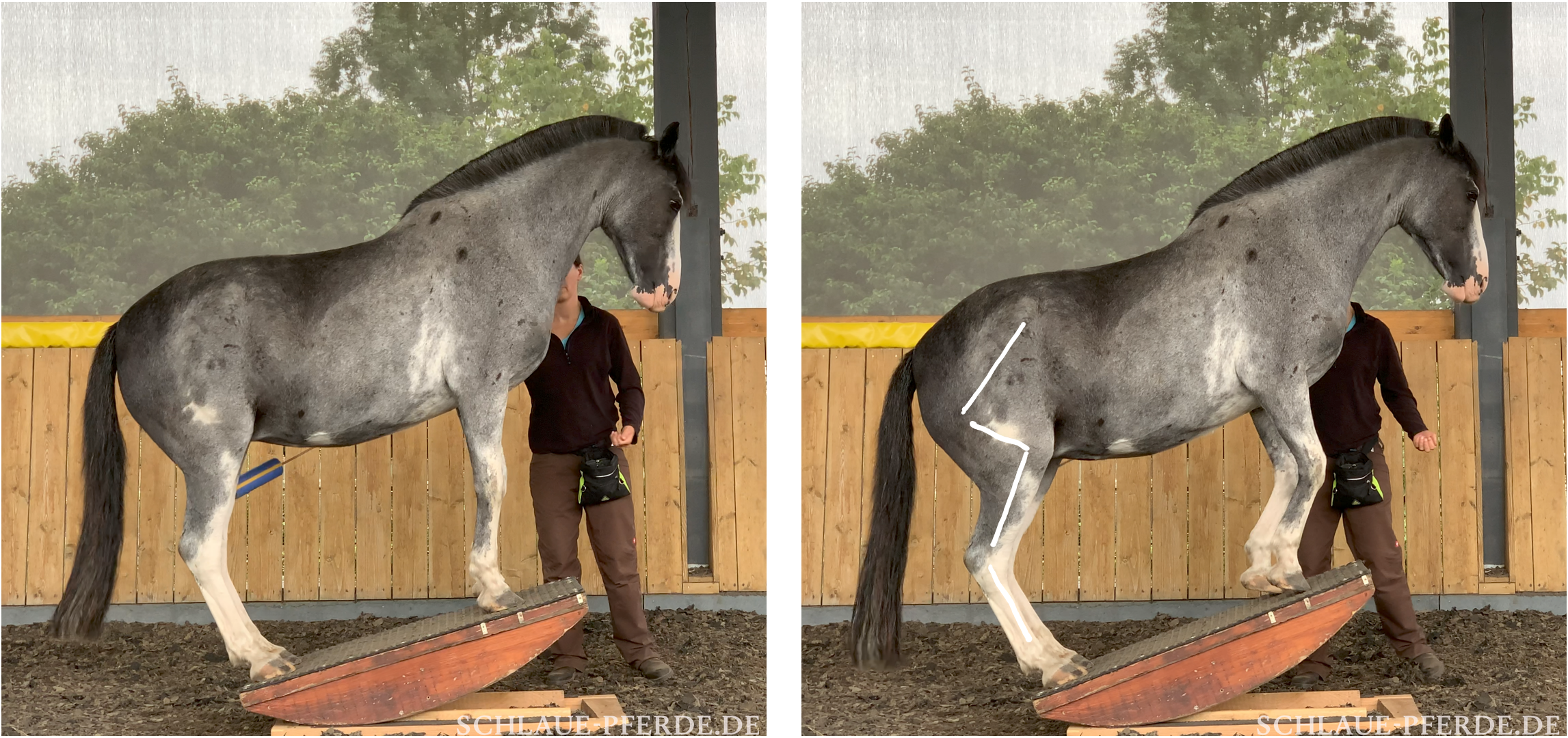 Pferd auf der Pferdewippe, Wippen mit Hankenbeugung, Pferdetrainng, Wippentraining, Muskelaufbau