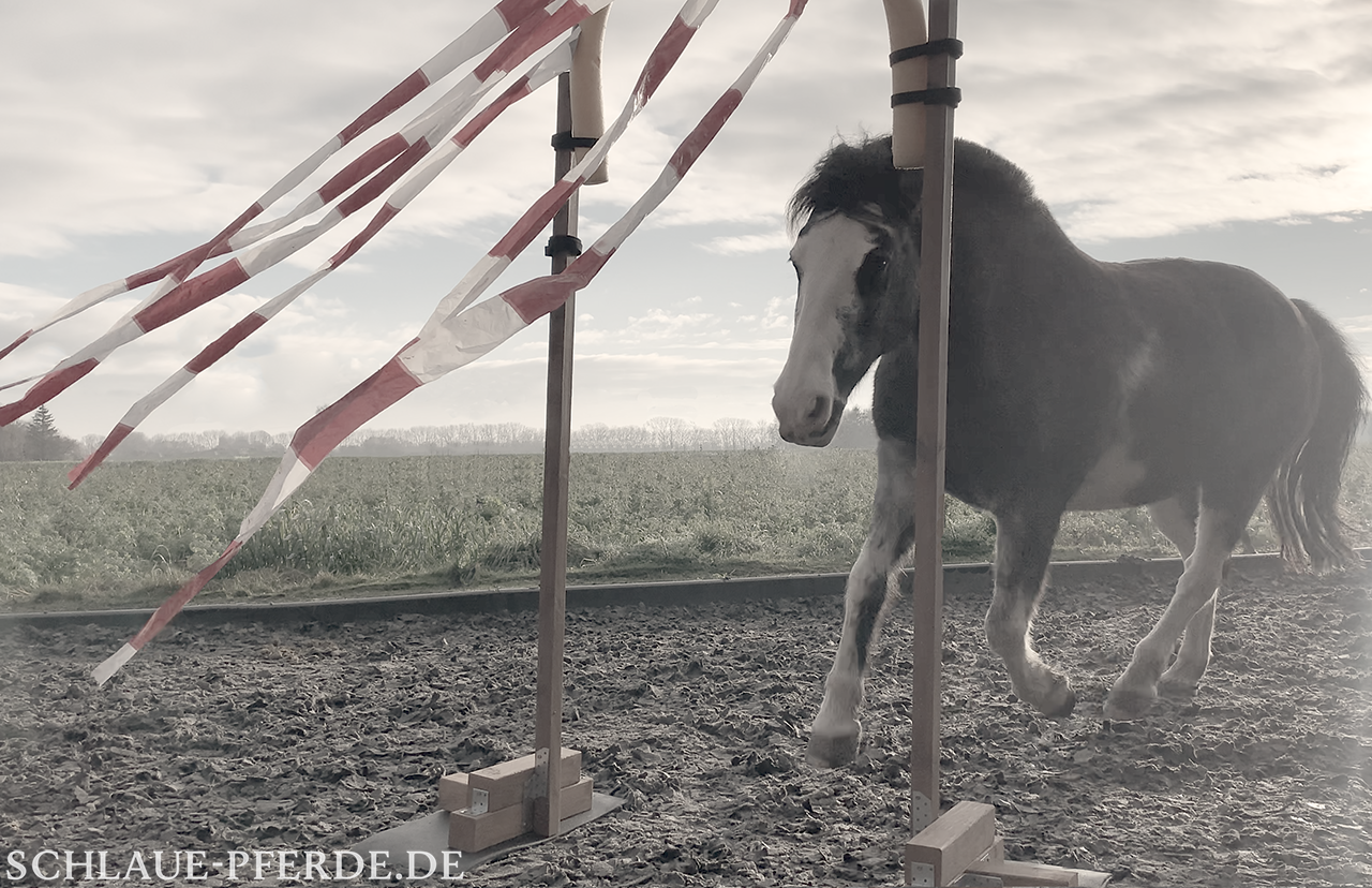 Horse Agility, Pferd im Galopp durch Flattervorhang