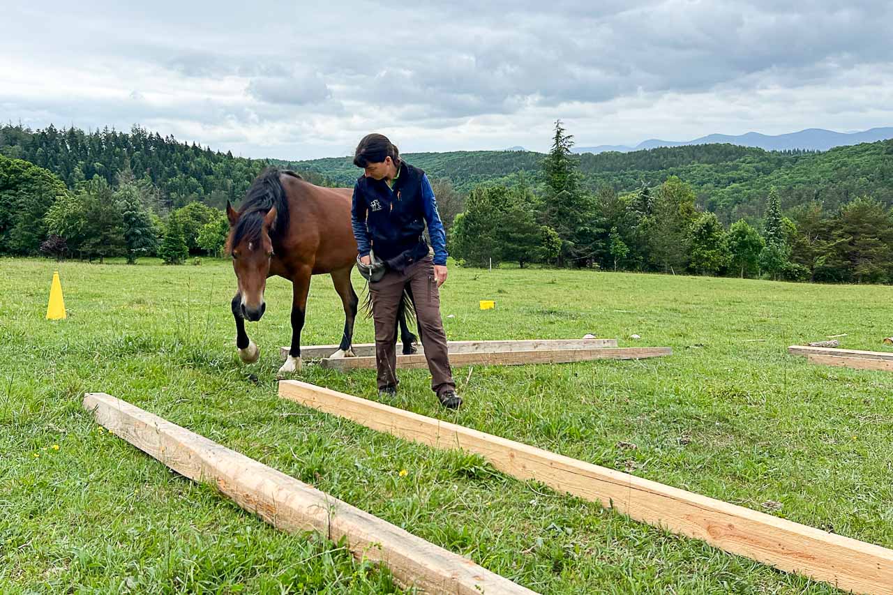 Sommercamp bei Nina Steigerwald, Anhalten und Losgehen trainieren