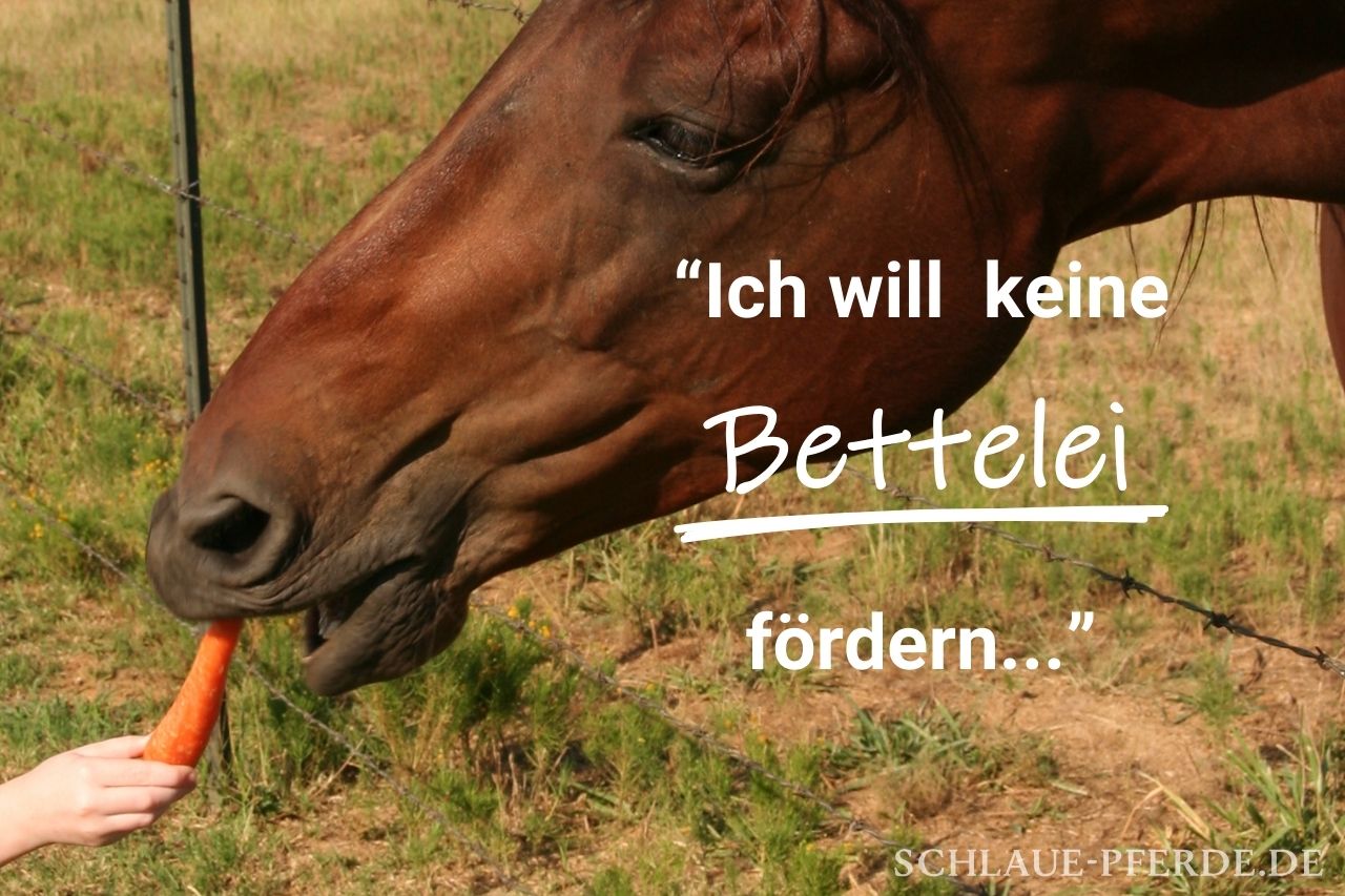 Futterlob im Pferdetraining ohne Betteln - Header Leckerli ohne Futtergier