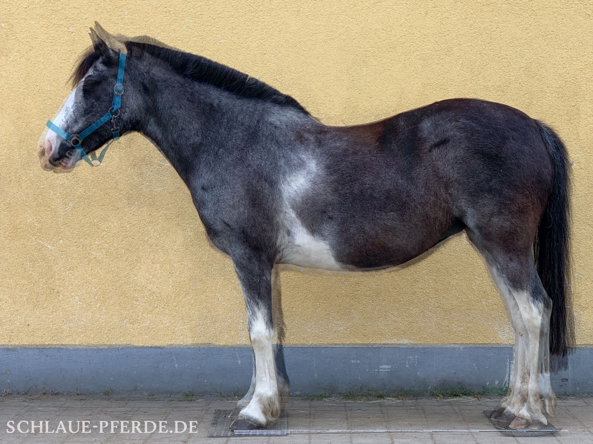 Effekte Training mit der Pferdewippe, Ganzkörperwippe auf die Muskulatur und die Rückenlinie - Vergleich vorher und jetzt am Pferd