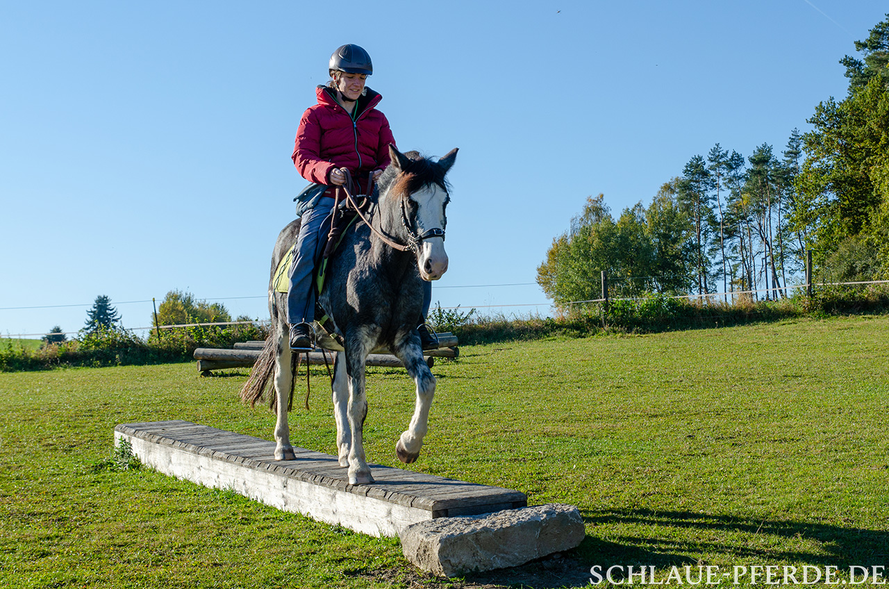 PReiten mit positiver Verstärkung, Clickertraining, Kurs, Online Lernen, Jungpferde ausbilden, Reitpferd