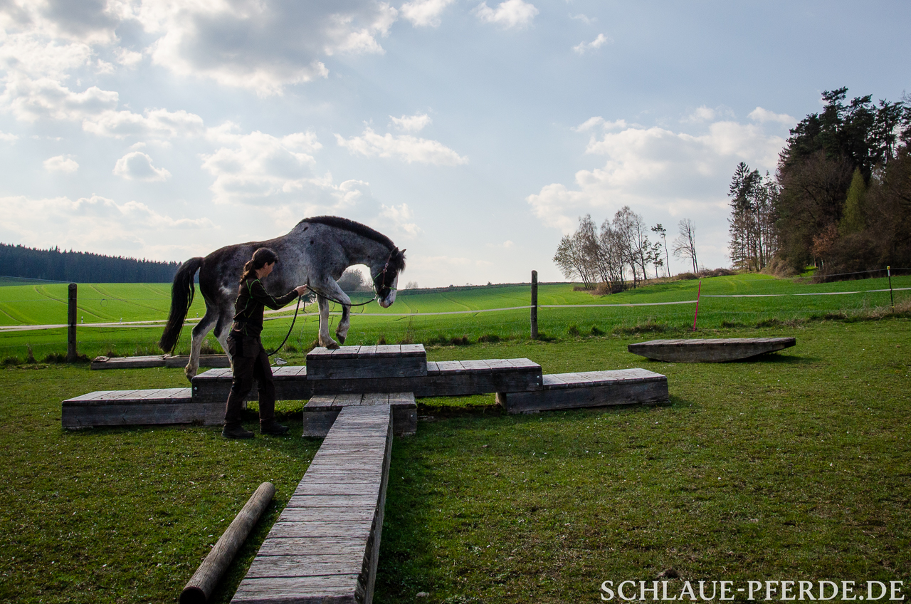 Extreme Trail, Pferd geht am langen Seil über ein Holzhindernis