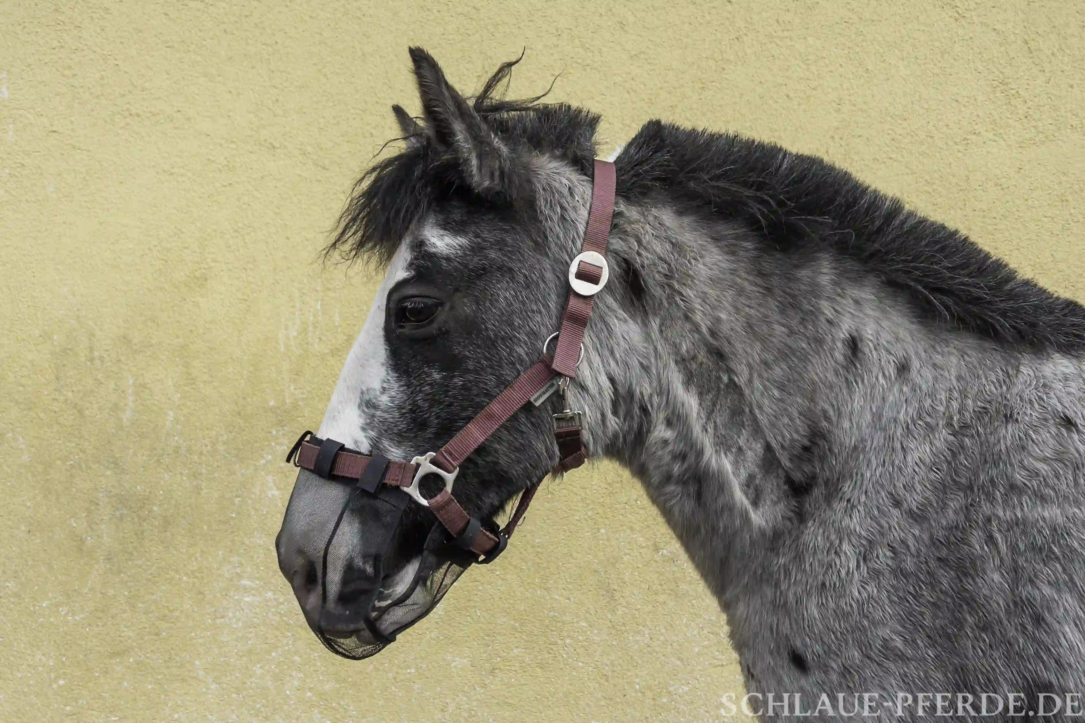 Pferd mit Anti-Fressnetz, um es am Grasen zu hindern