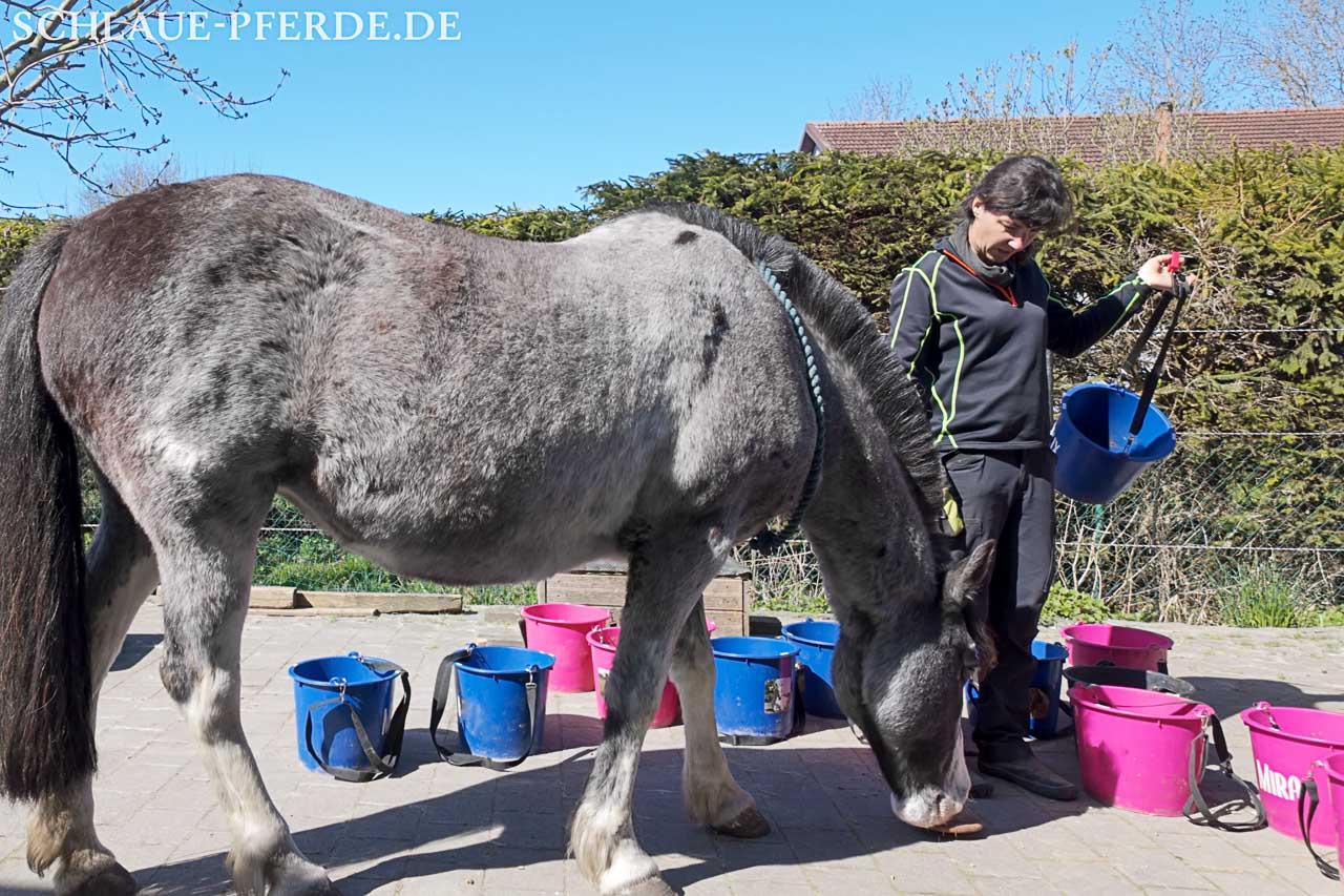 Vorbereitung für das Grastraining mit Pferd - Futtererziehung mit Futterkübeln um das Pferd, Pferd ist dabei am Nasentarget und hält still