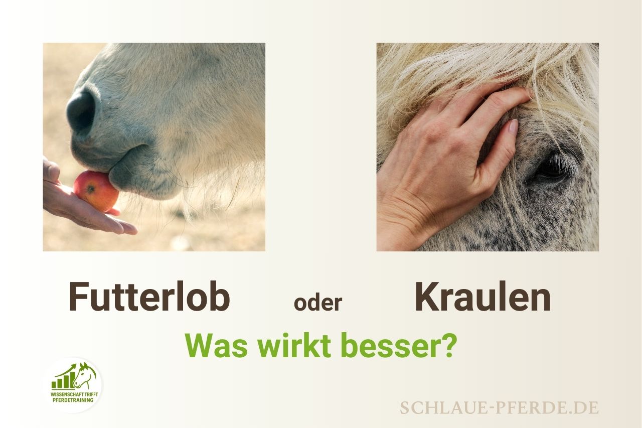 Wissenschaft trifft Pferdetraining, Futterlob oder Kraulen als Belohnungsform für Pferde - Was ist besser? Header