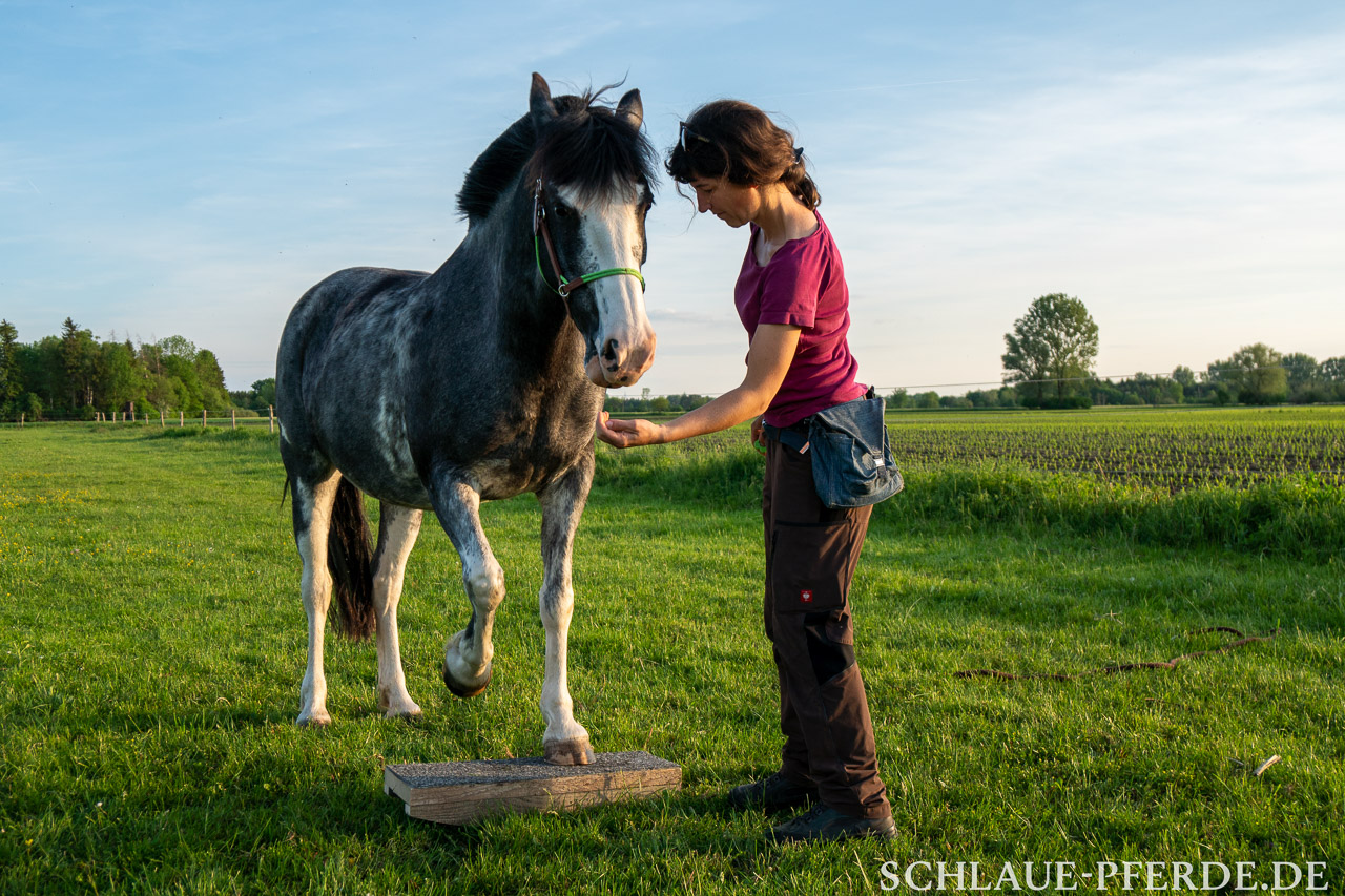 Horse Agility, Pferd auf einer Zweibeinwippe, Pferdewippe