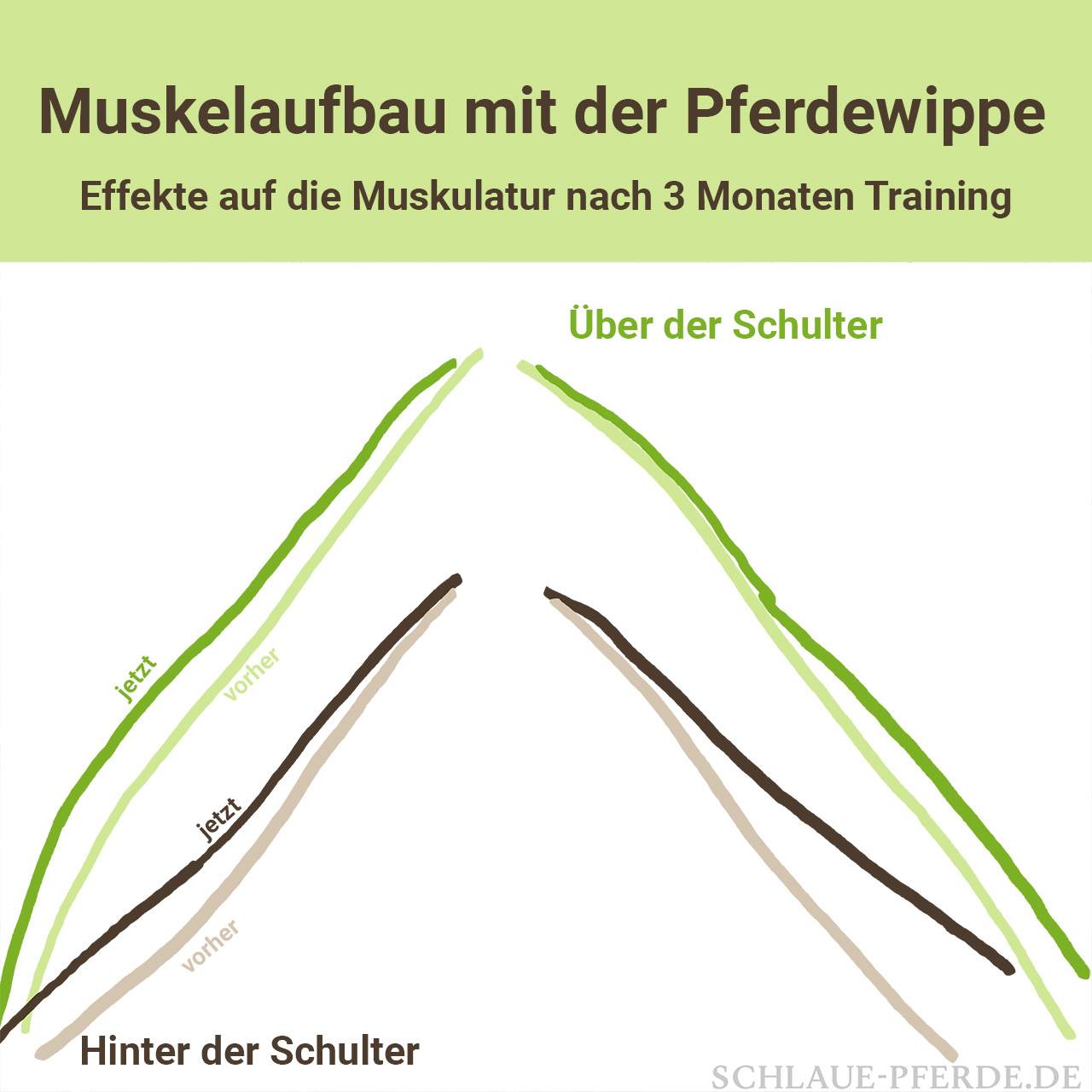 Veränderungen in der Pferdeschulter, gemessen über der Schulter und hinter der Schulter - deutlicher Muskelaufbau durch das Wippentraining