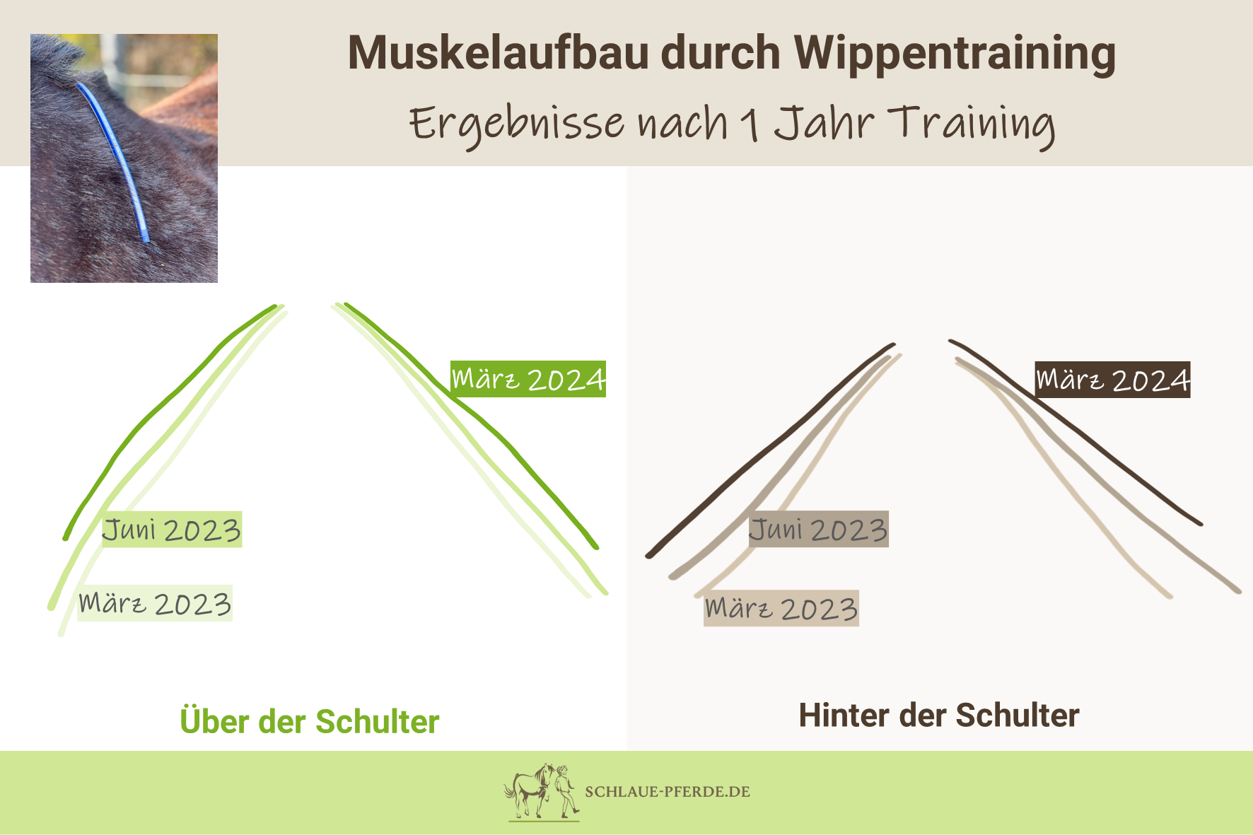 Muskeltraining mit der Pferdewippe - Ergebnisse nach einem Jahr Training - Bodenarbeit - Pferdegesundheit - Wippentraining