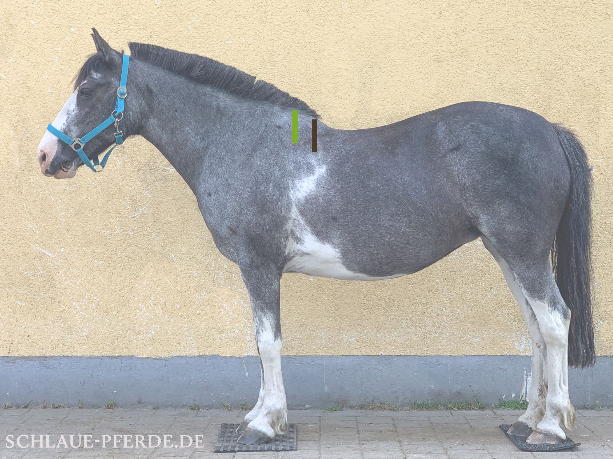 Messen der Muskulatur - Schulterlinie am Pferd - Positionen am Pferd schematisch eingezeichnet